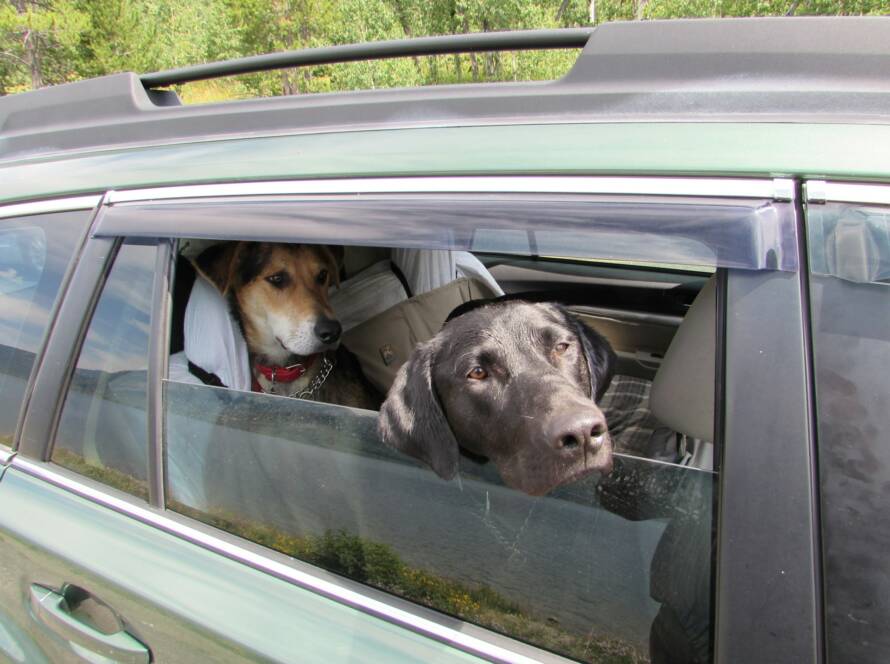 Two dogs riding in the back seat of a car